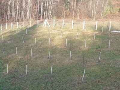 Stevo Topić iz Torina kod Čelinca Stevo Topić iz Torina kod Čelinca