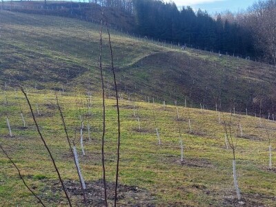 Stevo Topić iz Torina kod Čelinca Stevo Topić iz Torina kod Čelinca