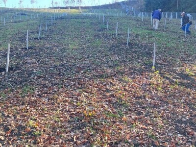 Stevo Topić iz Torina kod Čelinca Stevo Topić iz Torina kod Čelinca