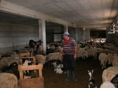 Stočar i vlasnik farme Ivan Kaloper