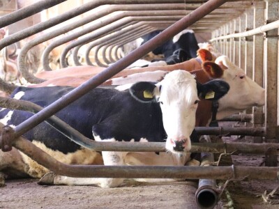 Stigla i četvrta generacija Jokića: Cijelo domaćinstvo decenijama u stočarstvu