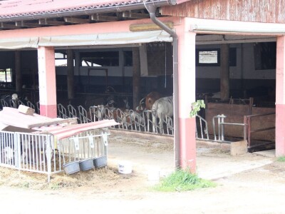 Stigla i četvrta generacija Jokića: Cijelo domaćinstvo decenijama u stočarstvu