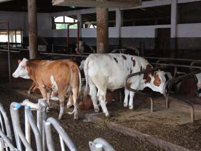 Stigla i četvrta generacija Jokića: Cijelo domaćinstvo decenijama u stočarstvu