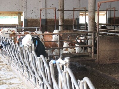 Stigla i četvrta generacija Jokića: Cijelo domaćinstvo decenijama u stočarstvu