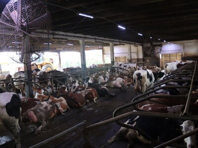 Stigla i četvrta generacija Jokića: Cijelo domaćinstvo decenijama u stočarstvu