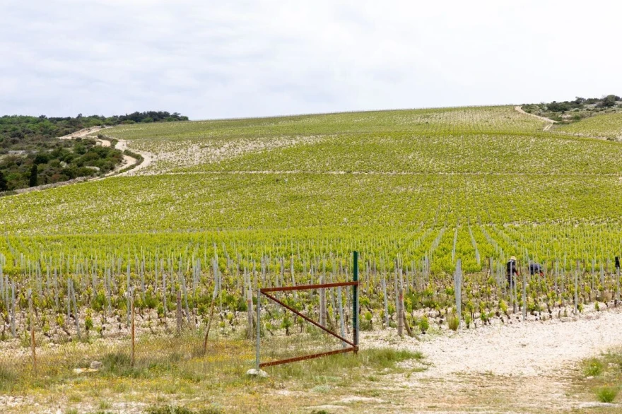 Vinograd posao