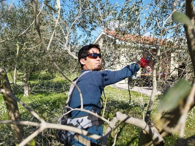 REZIDBA MASLINA   Kako mladi agronomi Stjepan i Toni grmolike masline  pretvaraju u polikončne vaze