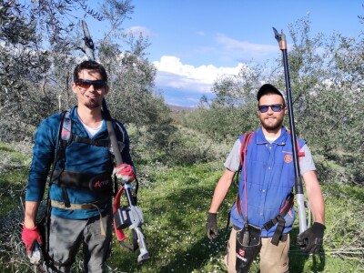 REZIDBA MASLINA   Kako mladi agronomi Stjepan i Toni grmolike masline  pretvaraju u polikončne vaze REZIDBA MASLINA   Kako mladi agronomi Stjepan i Toni grmolike masline  pretvaraju u polikončne vaze