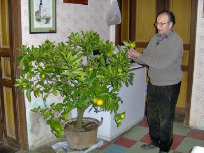 Stjepanova mandarina od 15 godina