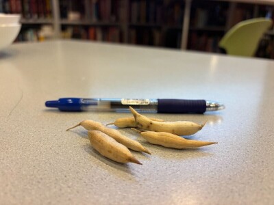 Što je dobro znati prije kupnje ili razmjene sjemenja