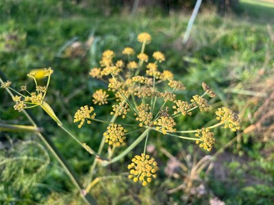 Što je dobro znati prije kupnje ili razmjene sjemenja