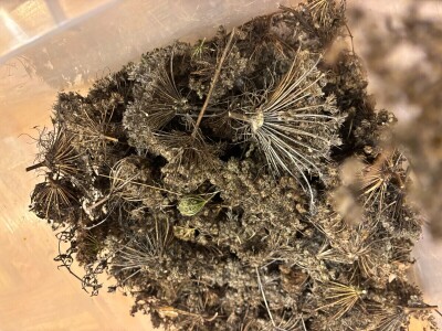 Što je dobro znati prije kupnje ili razmjene sjemenja