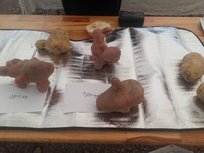 Što je Lika bez krumpira?