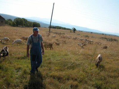 Čobani uz koze u dalmatinskom kršu izdrže i srpanjske vrućine i temperature na 35 stupnja Celzijevih