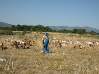Bitelićki stočar Boro Stojić sa svojim stadom podno Kamešnice