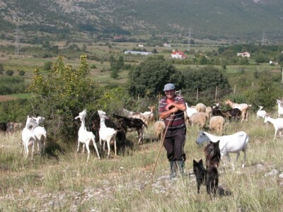 Stočar Ivan Kaloper i njegove ovce i koze u Vojniću Sinjskom