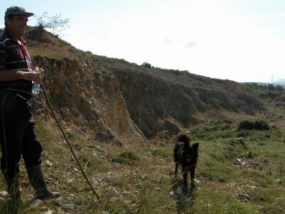 Stočar Ivan kaloper pokraj neograđene kave u Vojniću Sinjskom