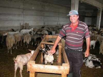 OPG Kaloper - proizvodnja kozjeg i ovčjeg mlijeka te jarića i kozlića