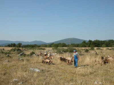 Stojić i njegovi kozlići i koze u ispaši podno Kamešnice