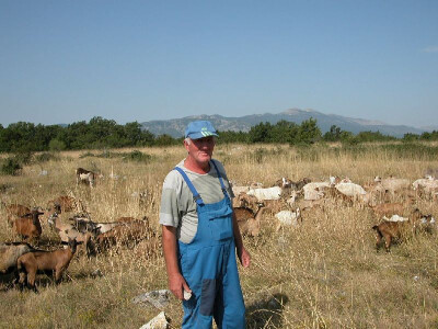 Boro Stojić sa svojim kozama i kozlićima u Donjem Biteliću