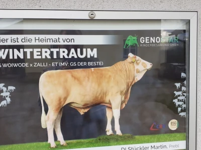 Stočari u Austriji