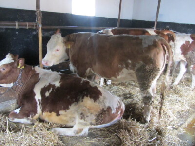 Stočari u Botošu ostali bez pašnjaka Stočari u Botošu ostali bez pašnjaka