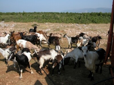 Stočari u zagori  nastoje osigurati dostatne količine vode za svoja stada