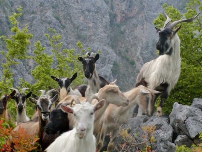 STOČARI vs. PREDARORI - Uskoro natječaj za podmjeru 4.4.1. Najmanji iznos 400, najveći 150.000 eura za pastirske pse, ograde i nastambe za stoku