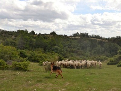 STOČARI vs. PREDARORI - Uskoro natječaj za podmjeru 4.4.1. Najmanji iznos 400, najveći 150.000 eura za pastirske pse, ograde i nastambe za stoku