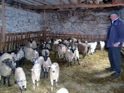 STOČARI vs. PREDARORI - Uskoro natječaj za podmjeru 4.4.1. Najmanji iznos 400, najveći 150.000 eura za pastirske pse, ograde i nastambe za stoku