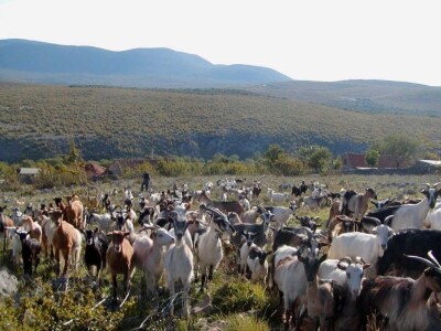STOČARI vs. PREDARORI - Uskoro natječaj za podmjeru 4.4.1. Najmanji iznos 400, najveći 150.000 eura za pastirske pse, ograde i nastambe za stoku