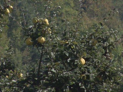 Stočarstvo i ratarstvo najzastupljeniji u valjevskom kraju