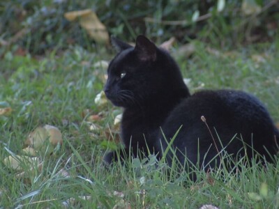 Stočarstvo i ratarstvo najzastupljeniji u valjevskom kraju
