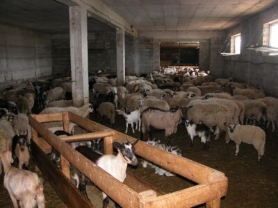 Farma ovaca i koza Ivana Kalopera