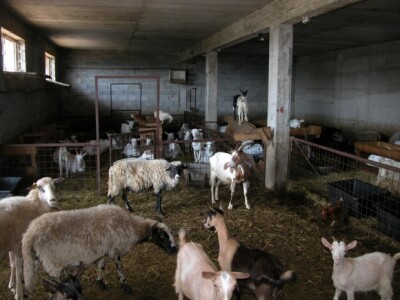 Detalj Kaloperove stočne farme