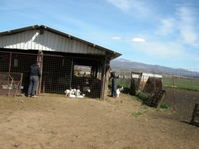 Detalj farme Obrt Masle u Sinjskom polju