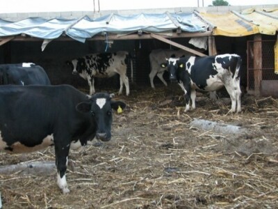 Detalj stočne farme u sklopu OPG-a u Cetinskom kraju Detalj stočne farme u sklopu OPG-a u Cetinskom kraju