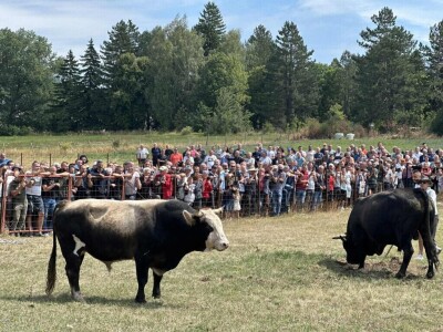 Stočna izložba i gatačka korida