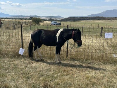 Stočna izložba i gatačka korida