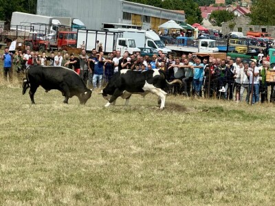 Stočna izložba i gatačka korida