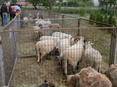 Detalj izložbe stoke u Sinju Detalj izložbe stoke u Sinju