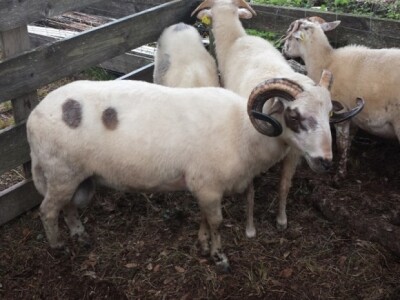 Stočna izložba na Vidovoj gori Stočna izložba na Vidovoj gori