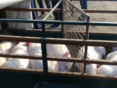 Nema kupaca ni za šestero prasaca