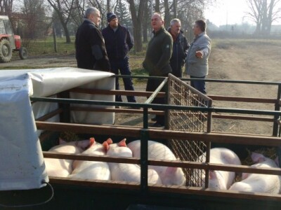 Mirno spavaju u očekivanju novog gazde