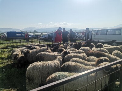 Stočna pijaca u Sarajevu