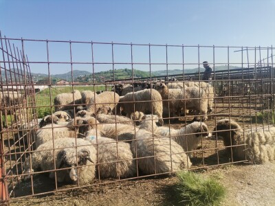 Stočna pijaca u Sarajevu