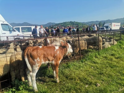 Stočna pijaca u Sarajevu
