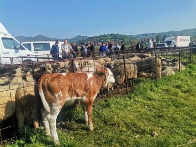 Stočna pijaca u Sarajevu