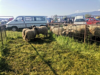 Stočna pijaca u Sarajevu
