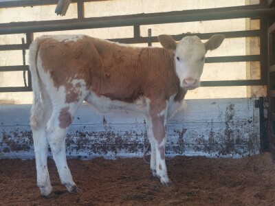 Stočna pijaca u Sarajevu